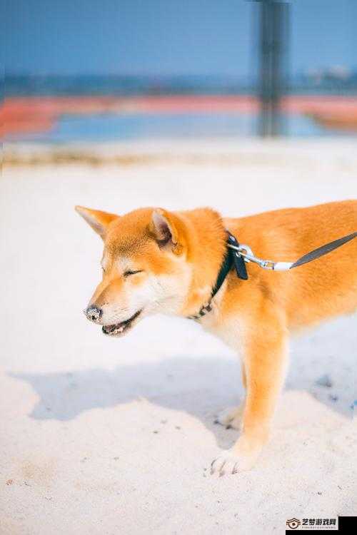 阴阳师悬赏揭秘，犬神任务与柴犬守护刷新地点